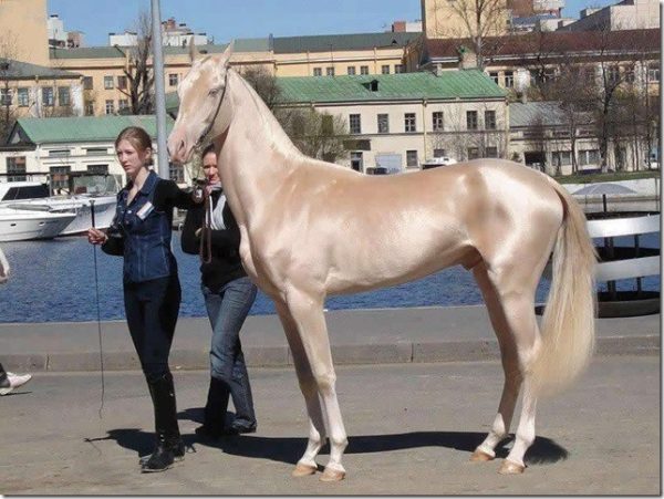 akhal