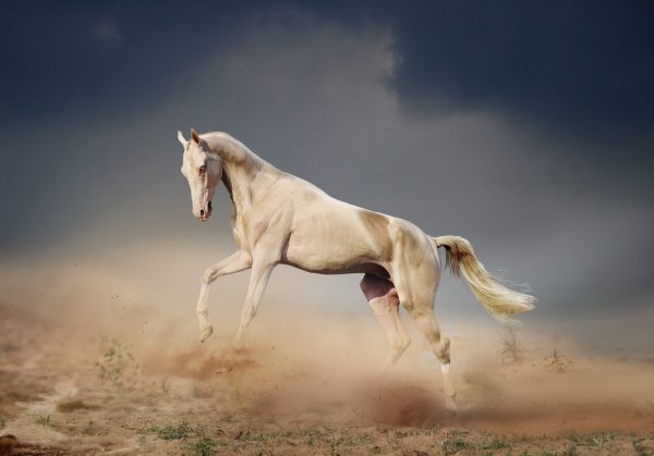 Akhal-tekè, il cavallo dorato
