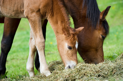 Nutrition: how much do I feed my horse? 1 alimentazione cavallo 1