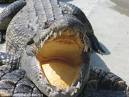alligatore 1