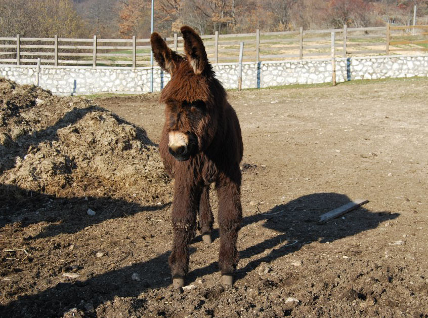 “Equus-asinus” - La valle degli Asini 1 ani 105