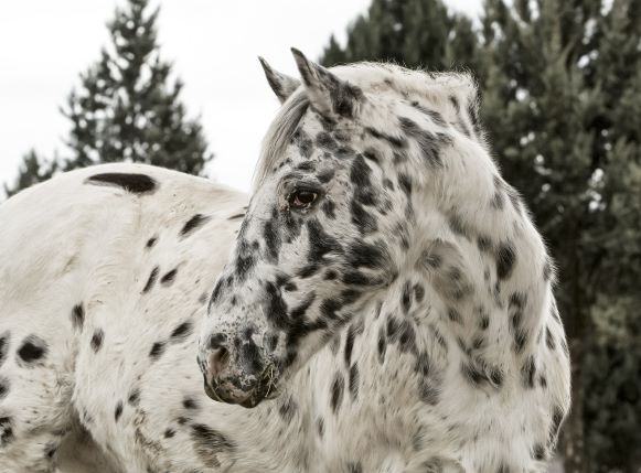 Curiosità sulle razze: Appaloosa 1 appaloosa horse