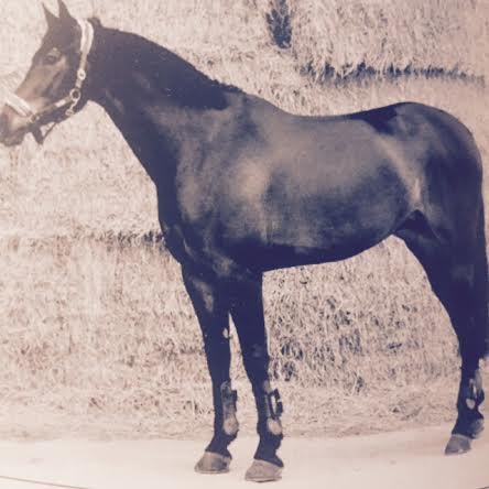 From the works of Dr. Vittorio Meschia the lameness of the horse 1 appiombi 1