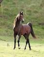 arabo 1