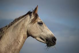 49th edition of National Horse Exhibition begins tomorrow. 1 arabo 0 1