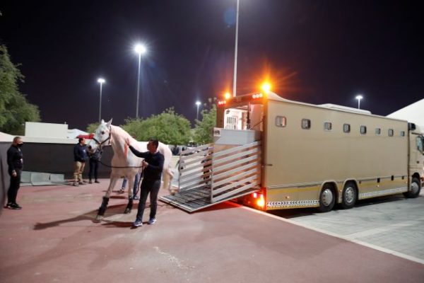 146 Horses Arrive In Qatar ForCommercial Bank CHI AL SHAQAB Presented By Longines 5 arrivo cavalli