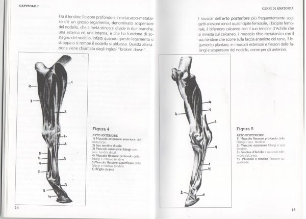 Anatomia del cavallo: arti anteriori e arti posteriori