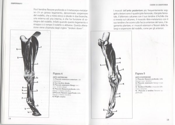 Anatomia del cavallo: arti anteriori e arti posteriori 4 Anatomia del cavallo: arti anteriori e arti posteriori