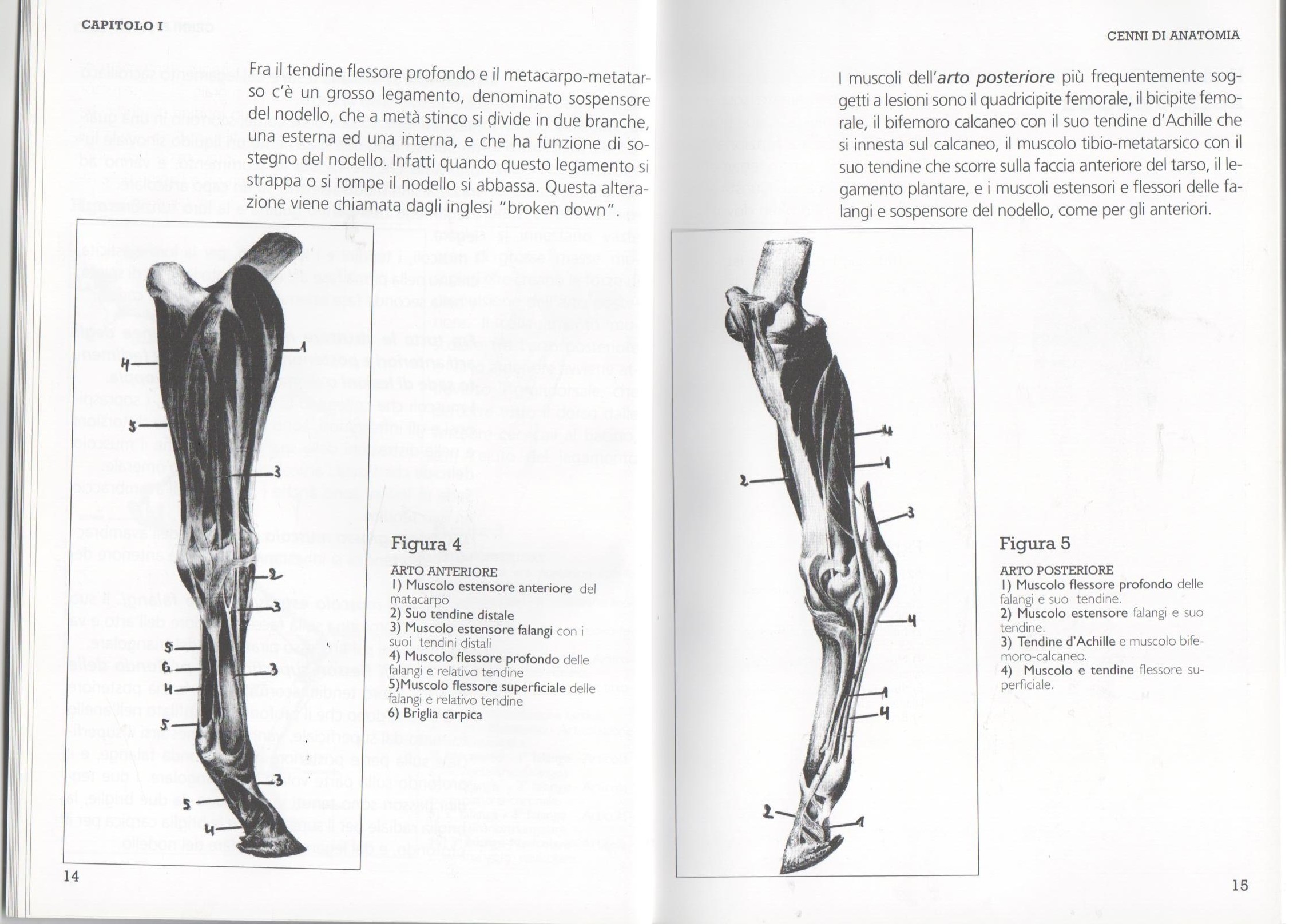 Anatomia del cavallo: arti anteriori e arti posteriori 1 Anatomia del cavallo: arti anteriori e arti posteriori