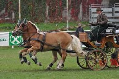 attacchi pony mondiali