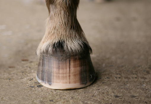 Barefoot: più che una pratica, una filosofia. 1 barefoot