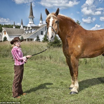 big jake il cavallo piu alto