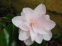 camelia