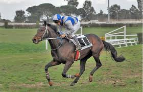 capannelle steeple