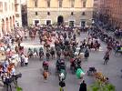 cavalli e mucche 1