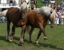 cavalli france trait 0
