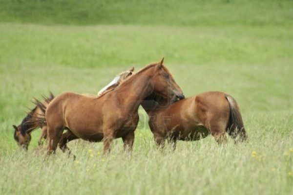 cavalli gioca al prato 1