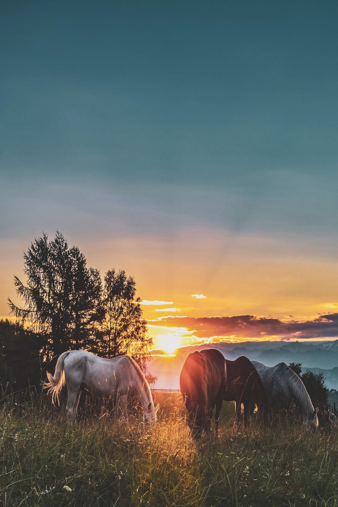 Cavalli selvaggi in Liguria: horsewatching nel Parco Regionale dell’Aveto 1 cavalli liberi