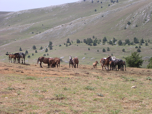 cavalli in liberta 2