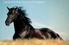 cavallo 7