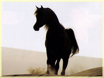 cavallo arabo 02 1