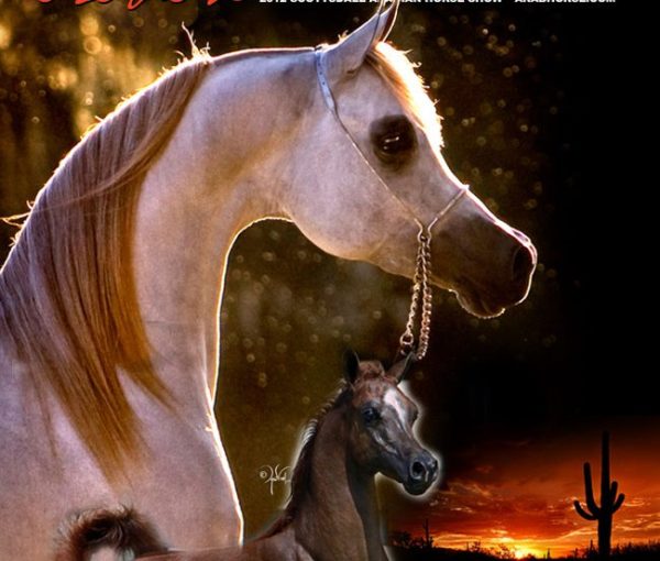 cavallo arabo