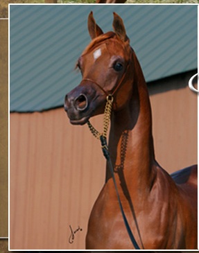 cavallo arabo spartacus