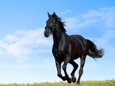 cavallo bello generico 1