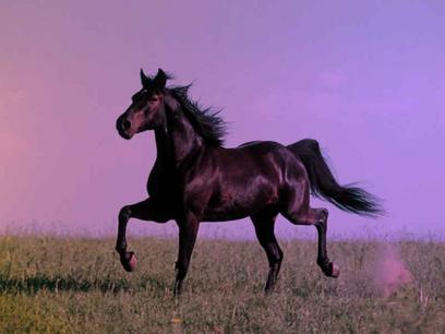 Utilizzo di cellule staminali nelle lesioni tendinee 1 cavallo bello sm 1