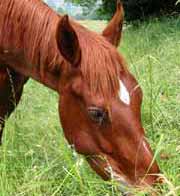 cavallo che mangia