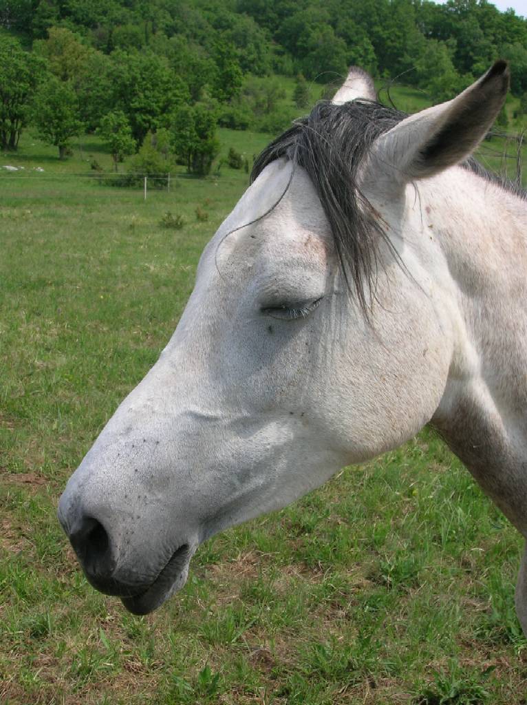 How do horses sleep standing up? 1 cavallo dorme 1