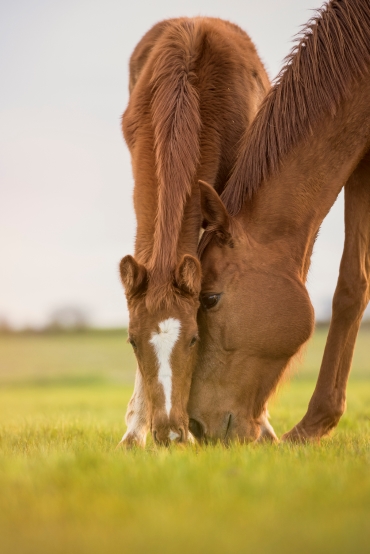 cavallo e puledro 0
