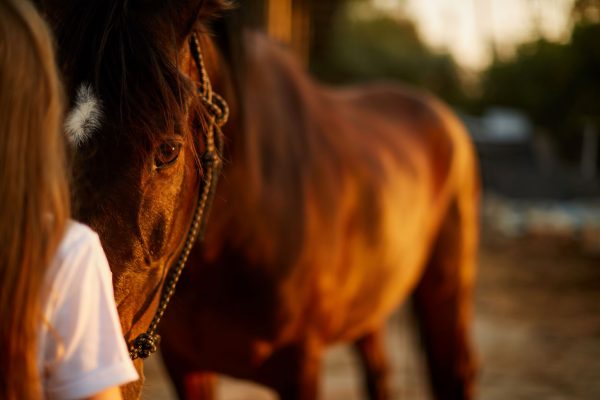 cavallo e riconoscimento