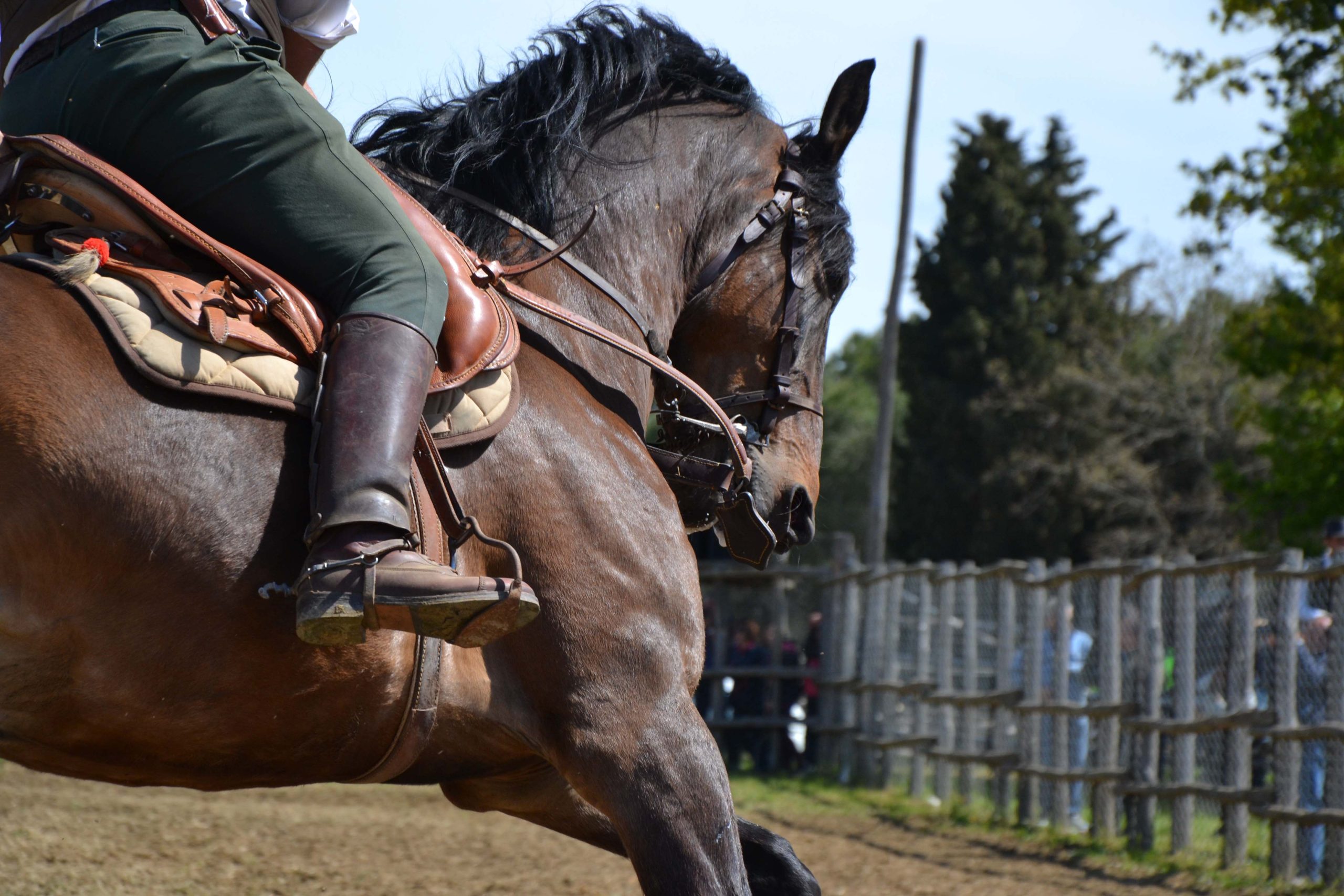 Cavalli a Roma. 1 cavallo galoppo fitetrc ante 1 scaled