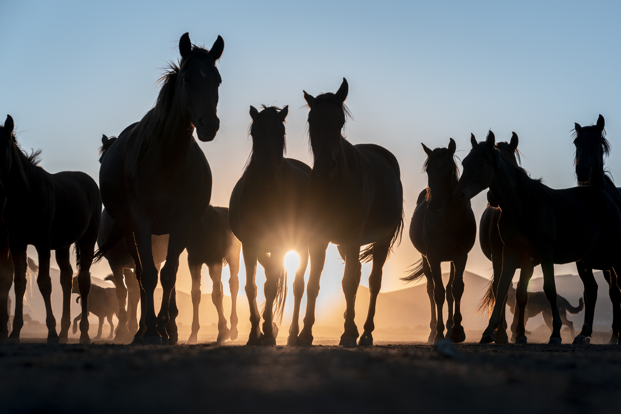 Equitazione in sicurezza, la legge in caso di infortuni 1 cavallo in branco