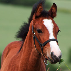 cavallo inglese