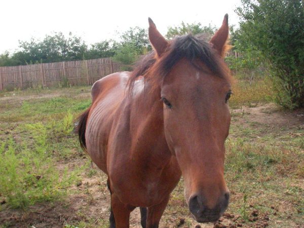 cavallo magro 1