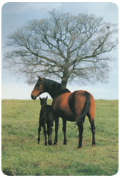 cavallo maremmano