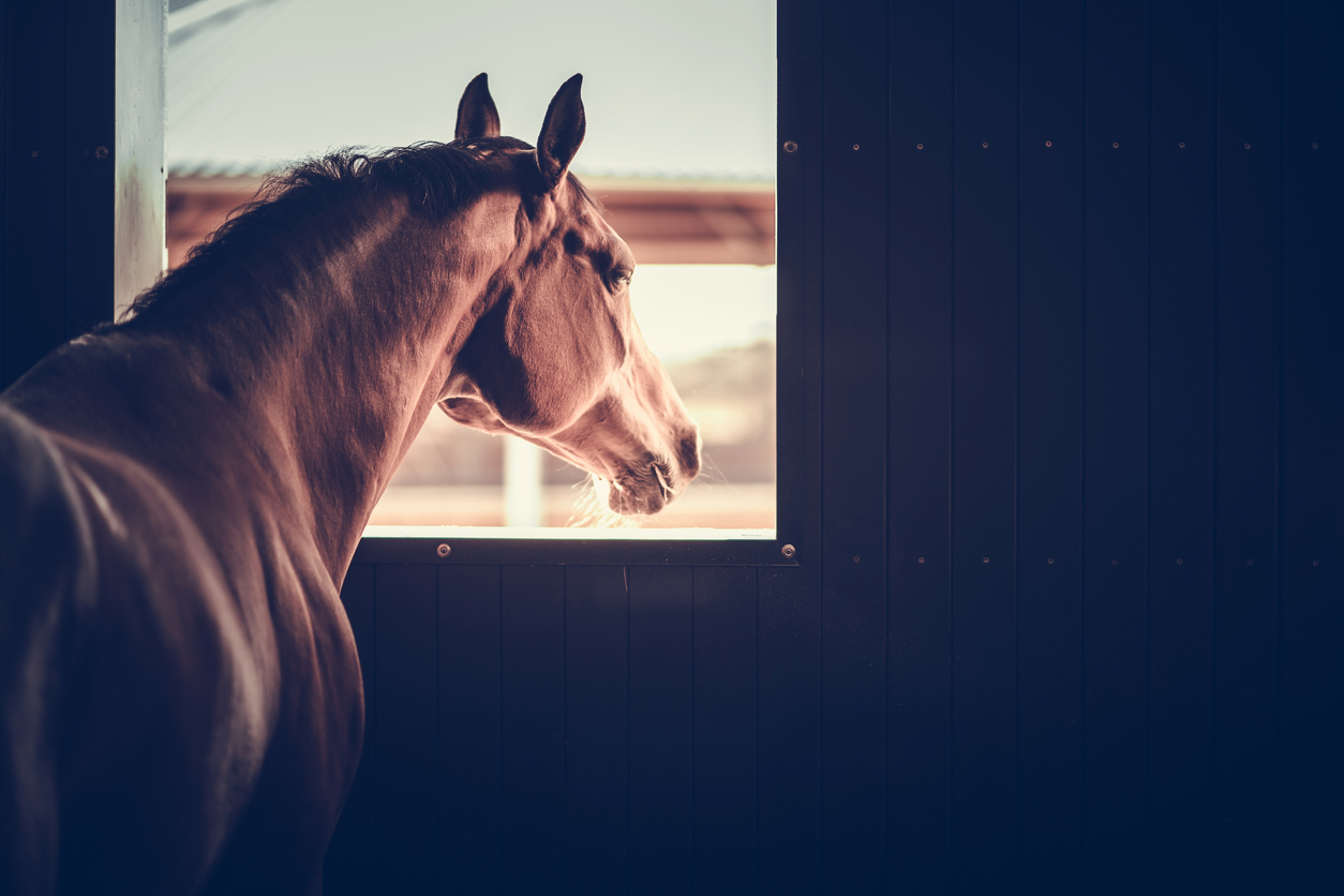 cavallo nel box welcomia 0