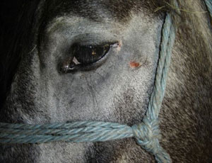cavallo triste 1