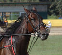 cavallo trotto 3