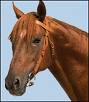 cavallo 0 4
