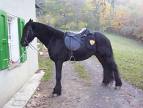 cavallo 1 3
