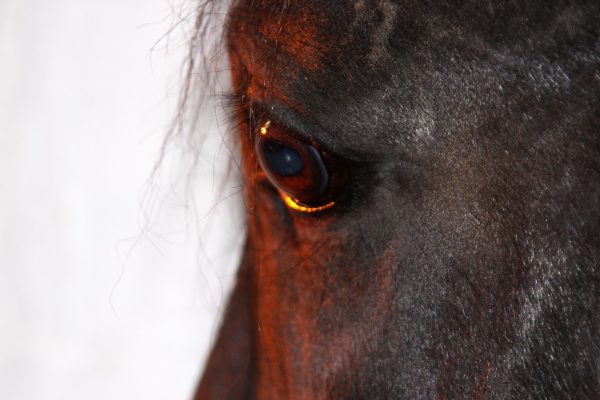 cavallo 2