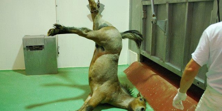 To Be Animals raise awareness against horse slaughter 1 cavallo 3