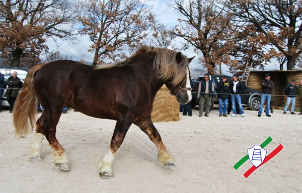 cavallo da tiro 1
