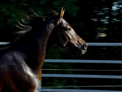cavallo generico 4
