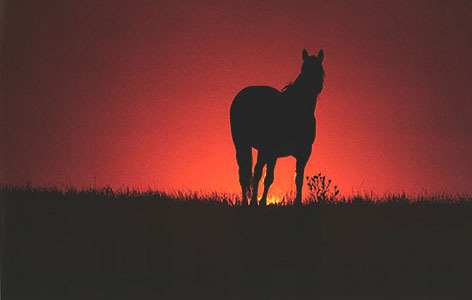 cavallo pic 1