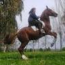 56enne cade da cavallo; è fuori pericolo 1 cavalloimpenna 1