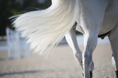 Coda cavallo grigio in gara